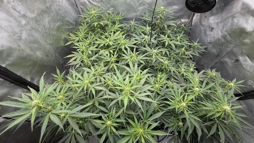 First AC Infinity grow. Week 7 - Alle