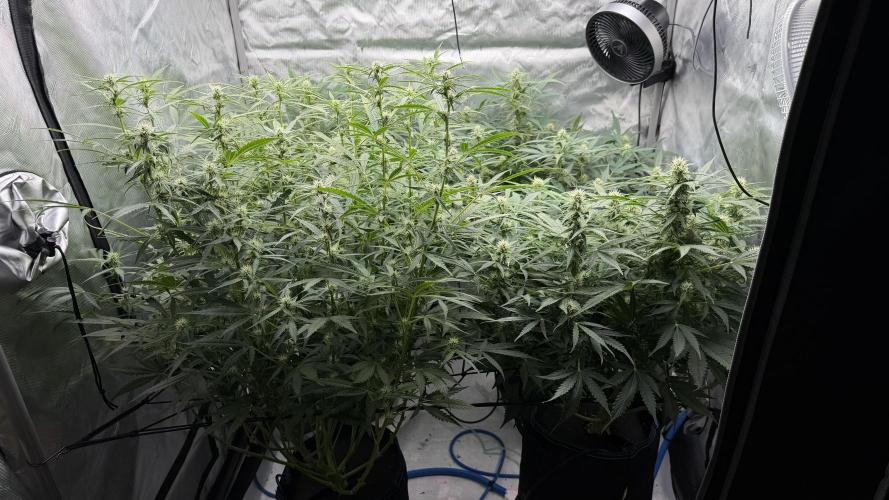 First AC Infinity grow. Week 8