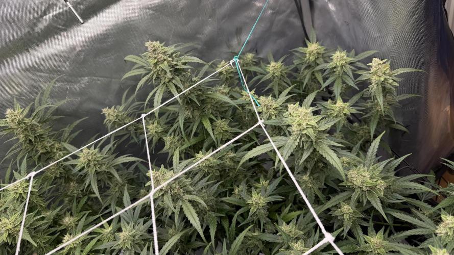 First AC Infinity grow. Week 10 - 2 PE
