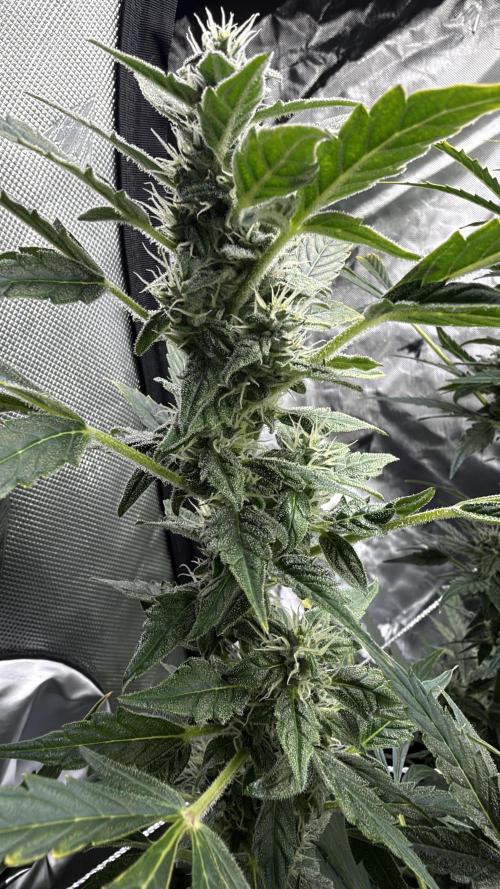 First AC Infinity grow. Week 10 - FB bud