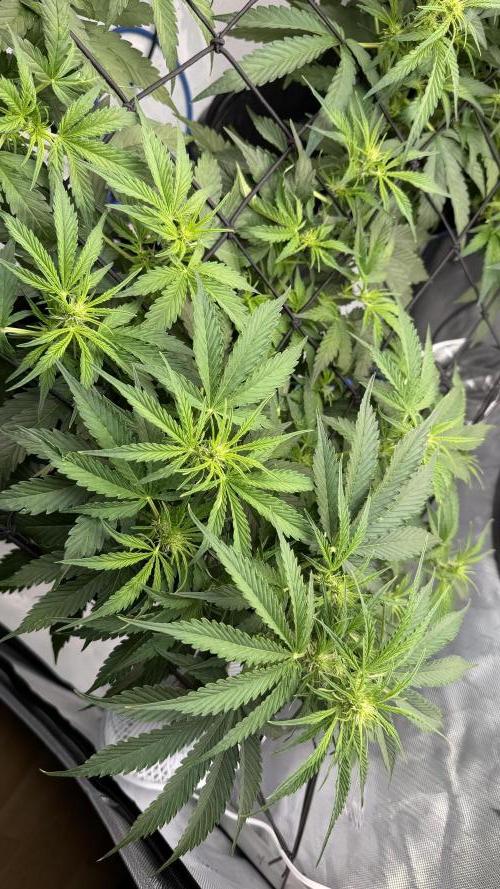 First AC Infinity grow. Week 6 - 4 MC