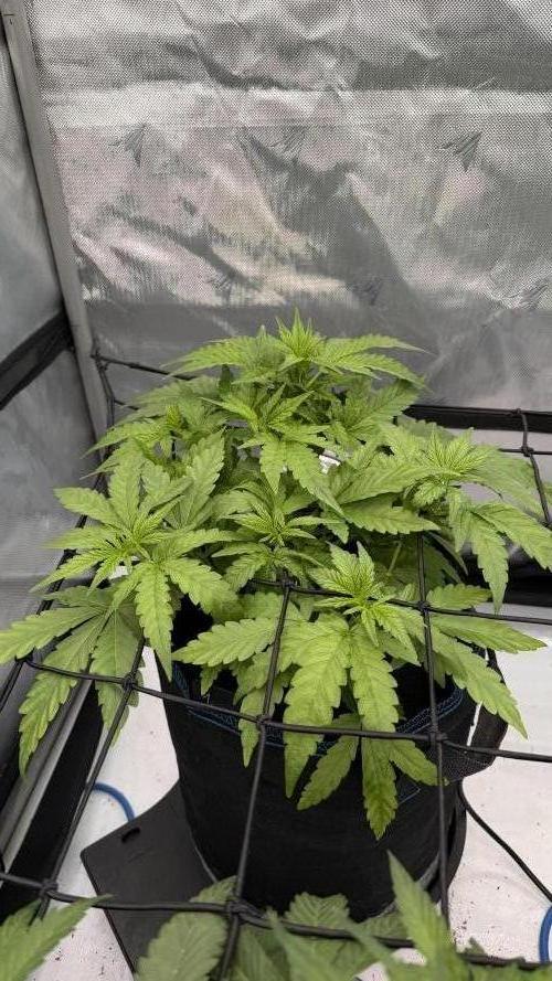 First AC Infinity grow. Week 5 - GZ 
