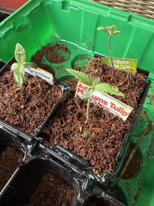 Strains 2026. Week 0 - Painkiller, Auto Mokum's Tulip and Northern Light Auto waiting for replant.