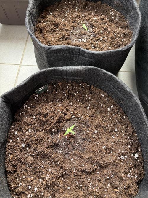 Strains 2026. Week 0 - Two Atlas F1 flowers