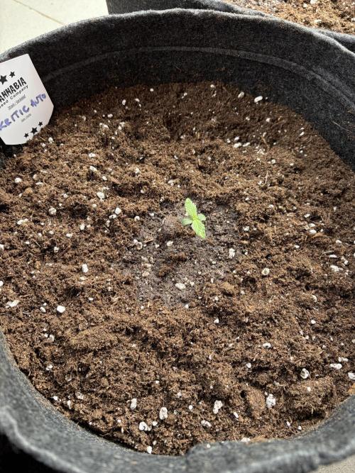 Strains 2026. Week 0 - Kritic Auto