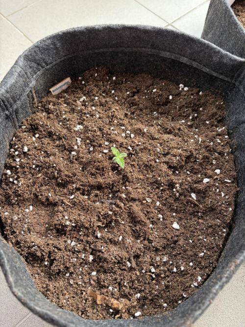 Strains 2026. Week 0 - Solomatic CBD