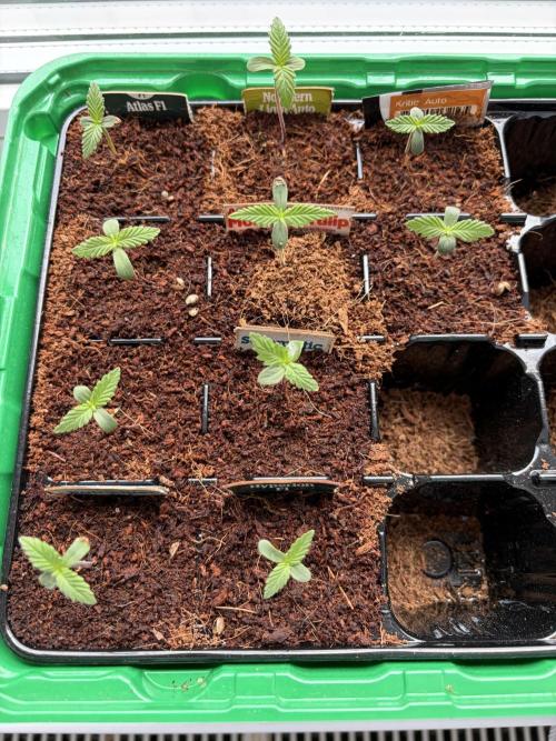 Strains 2026. Week 0 - All strains started together.