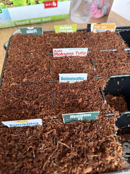Strains 2026. Week 0