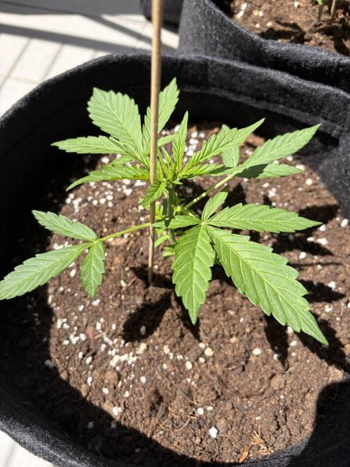 Strains 2026. Week 3