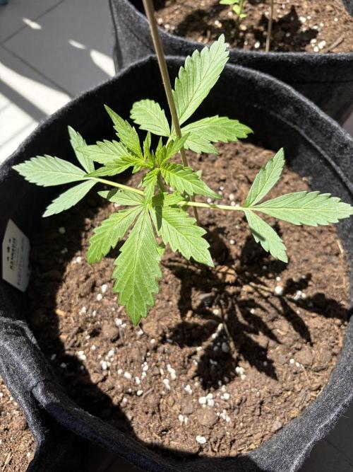 Strains 2026. Week 3