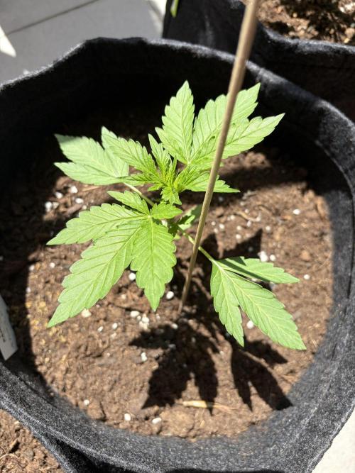Strains 2026. Week 3