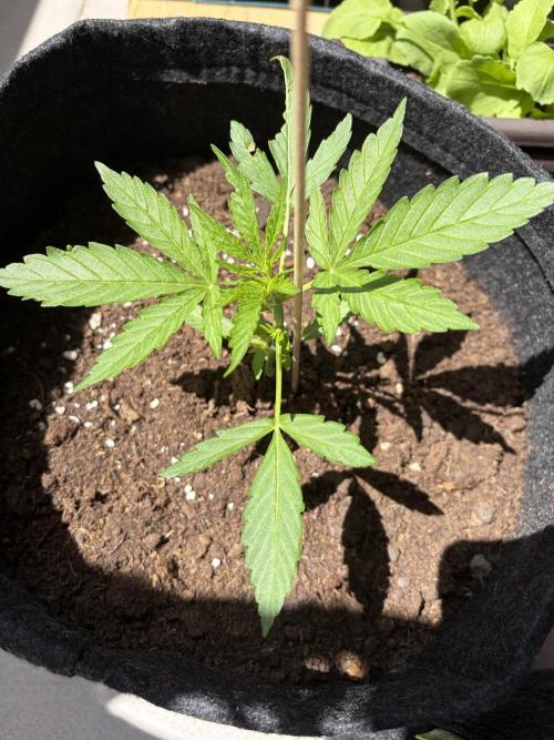 Strains 2026. Week 3