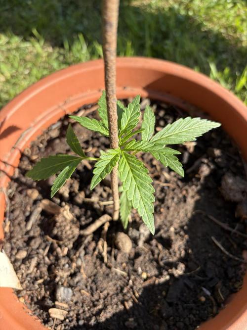 Strains 2026. Week 3