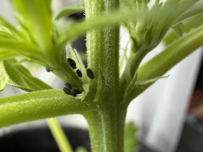 Strains 2026. Week 5