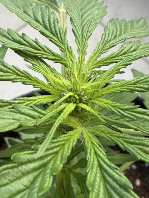 Strains 2026. Week 5