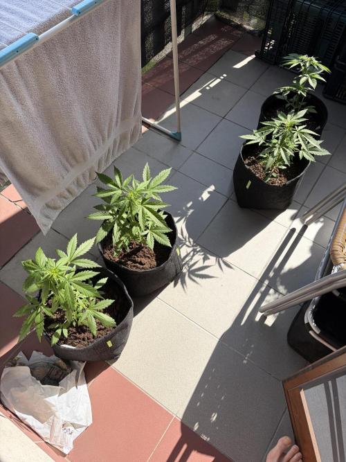 Strains 2026. Week 5