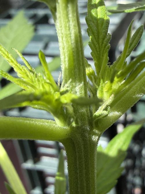 Strains 2026. Week 5