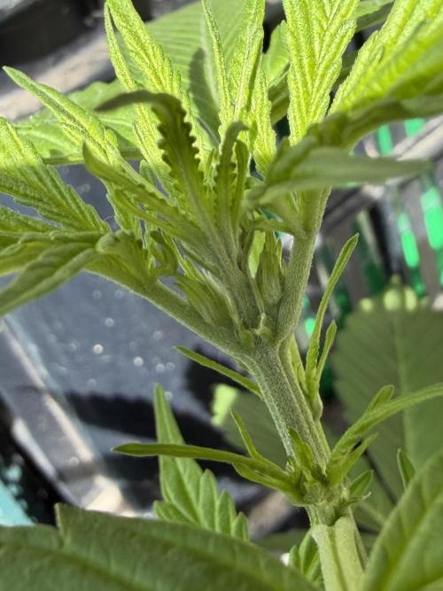 Strains 2026. Week 5