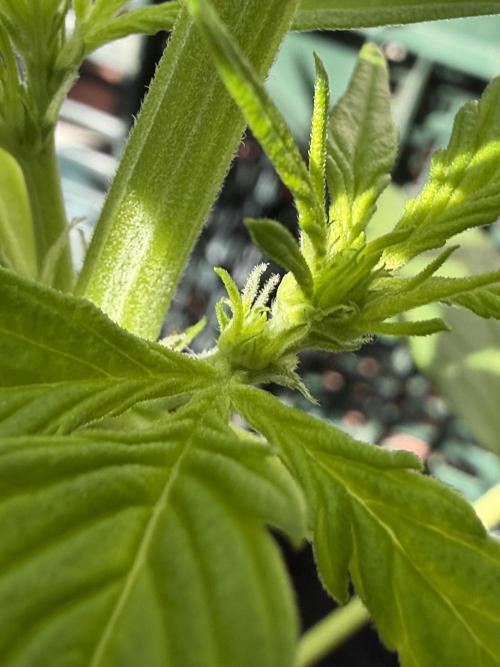 Strains 2026. Week 5