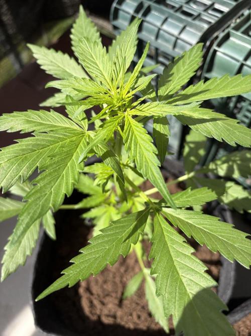 Strains 2026. Week 5