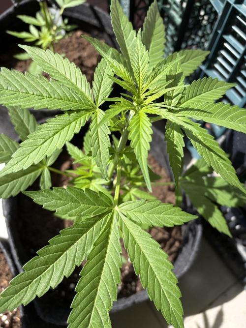 Strains 2026. Week 5