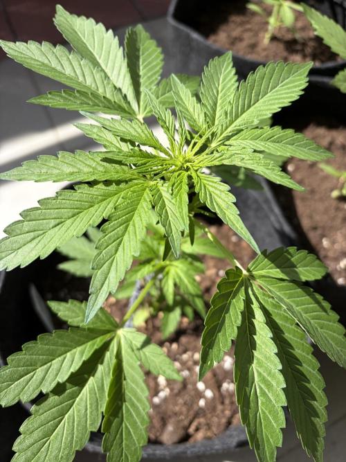 Strains 2026. Week 5