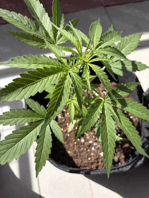 Strains 2026. Week 5