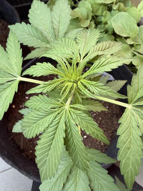 Strains 2026. Week 5