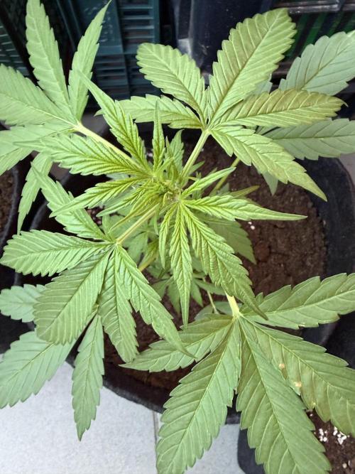 Strains 2026. Week 5