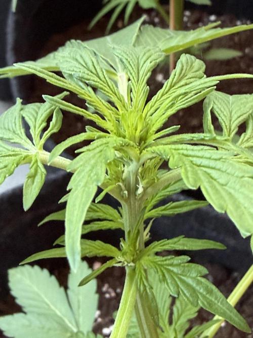 Strains 2026. Week 5