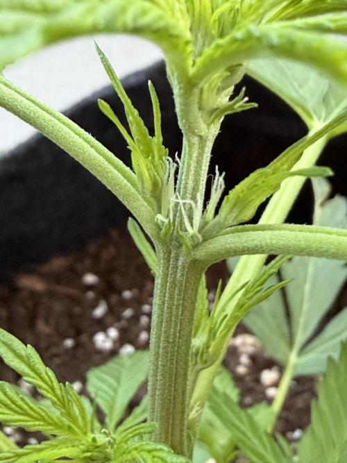 Strains 2026. Week 5
