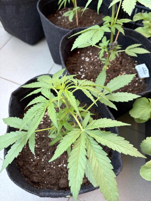 Strains 2026. Week 5