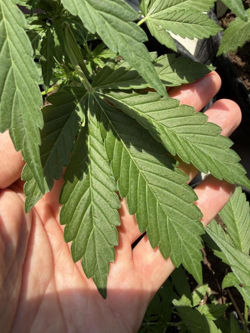 Strains 2026. Week 6 - Solomatic CBD