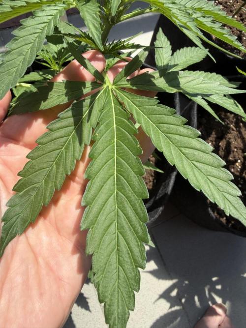Strains 2026. Week 6 - Atlas F1