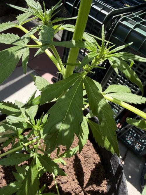 Strains 2026. Week 6
