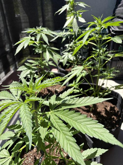 Strains 2026. Week 6
