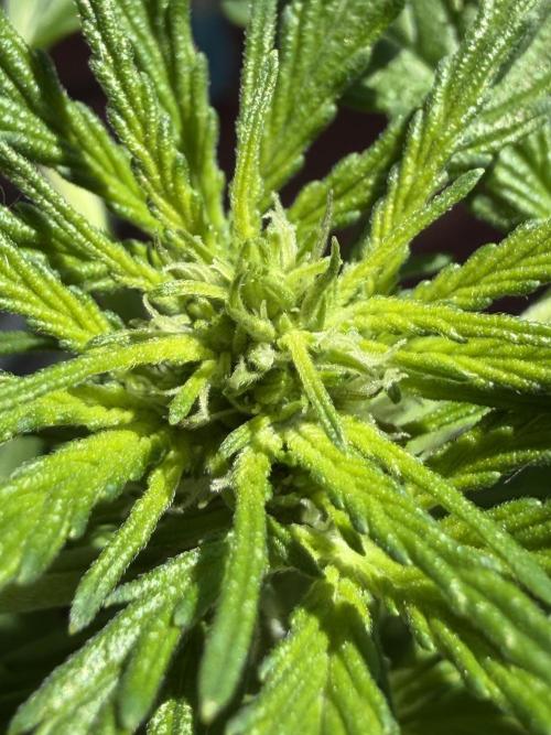 Strains 2026. Week 6