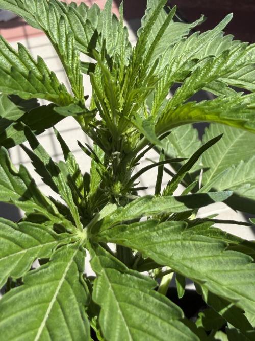 Strains 2026. Week 6
