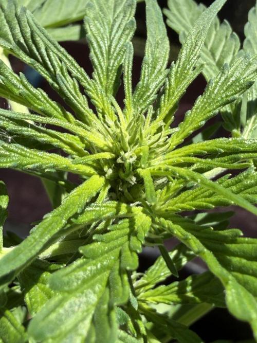 Strains 2026. Week 6