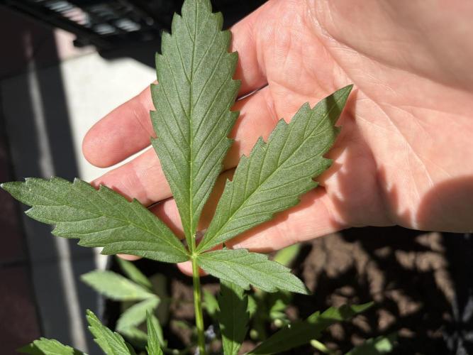 Strains 2026. Week 6 - Kritic Auto