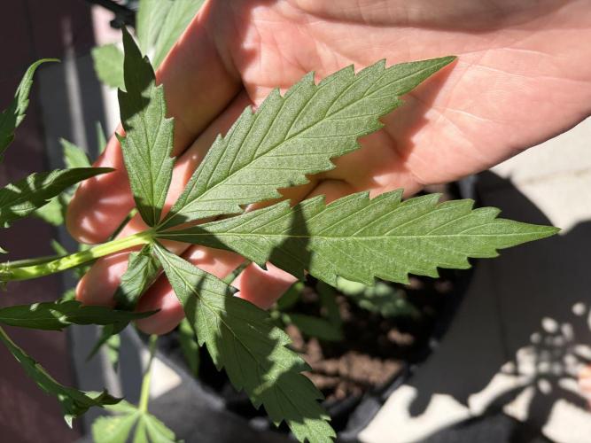 Strains 2026. Week 6 - Kritic Auto