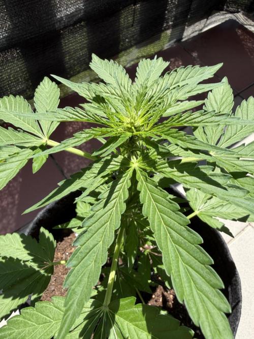 Strains 2026. Week 6