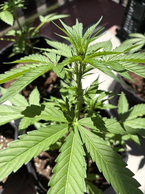 Strains 2026. Week 6