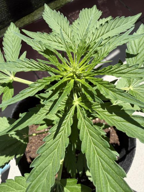Strains 2026. Week 6