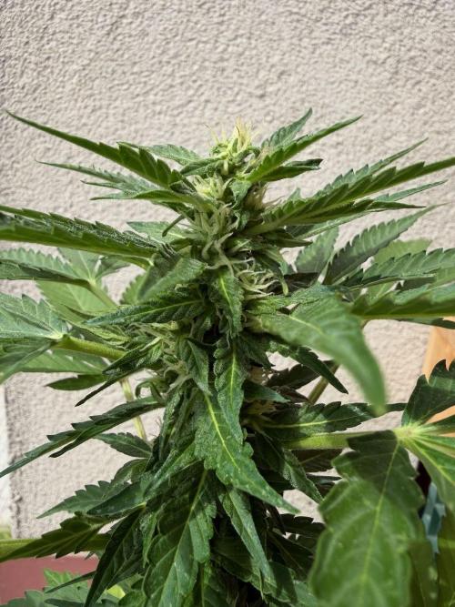 Strains 2026. Week 7