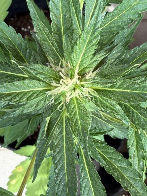 Strains 2026. Week 7