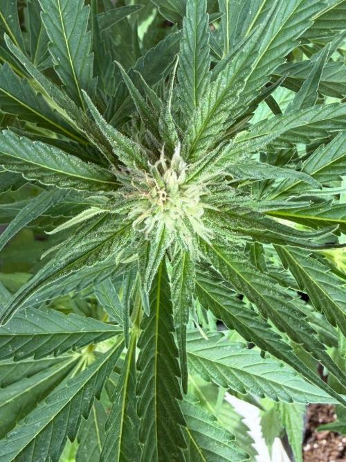 Strains 2026. Week 7