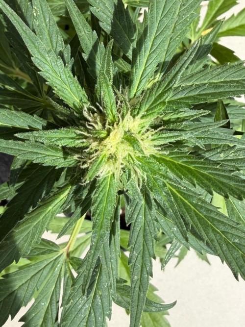 Strains 2026. Week 7