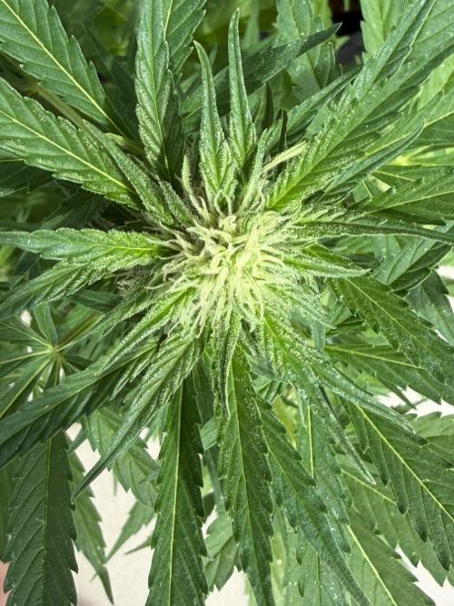 Strains 2026. Week 7