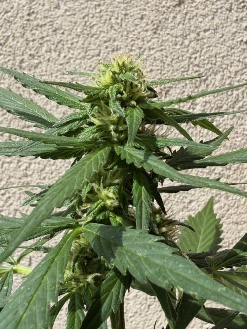 Strains 2026. Week 7